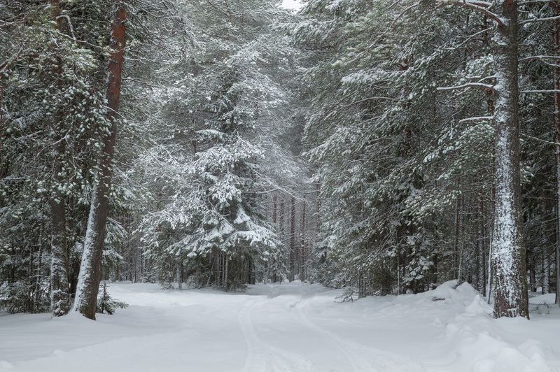 Зимний лес фото превью