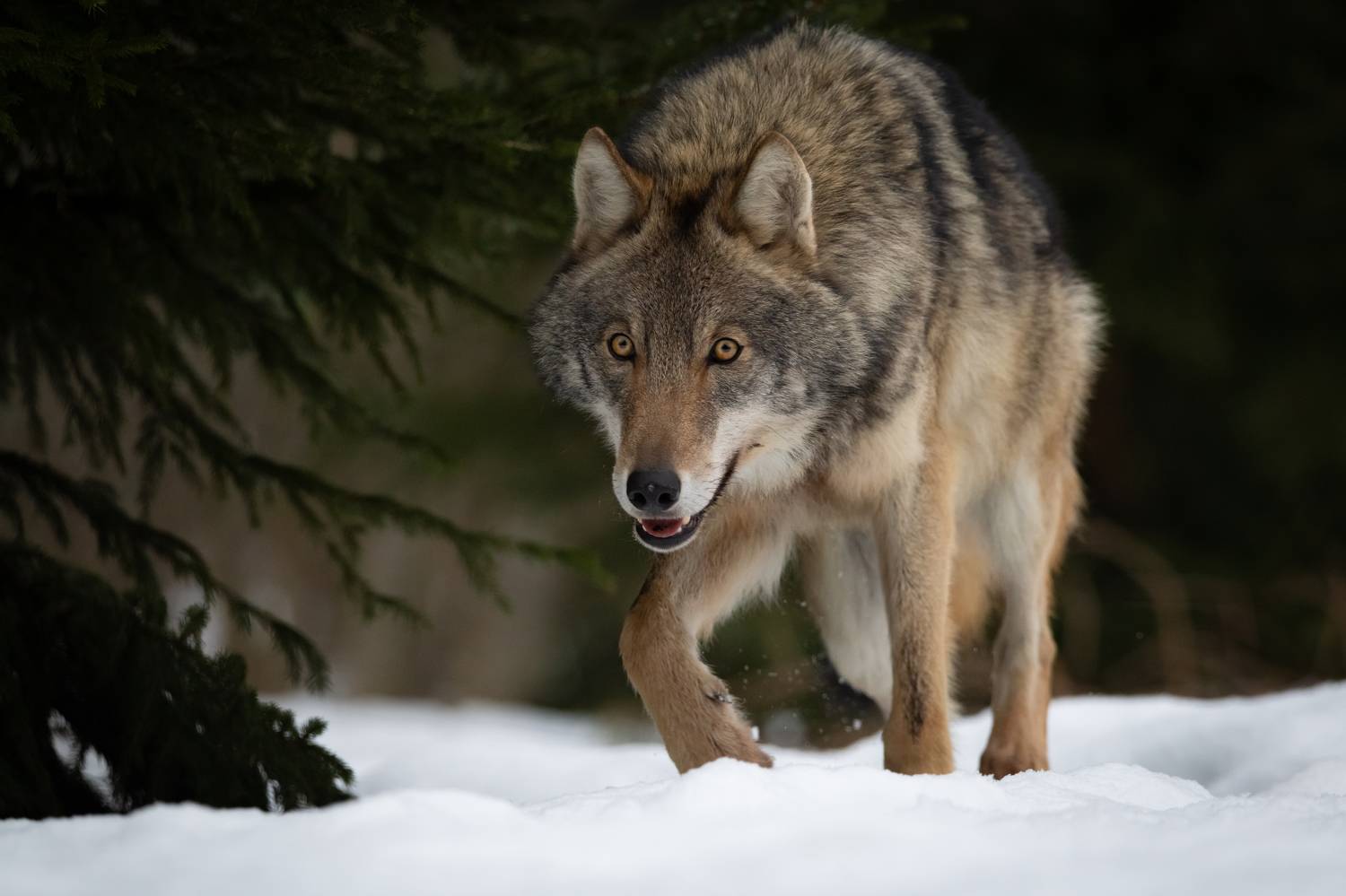 волк, лес, хищник, зима, взгляд, Степанова Татьяна