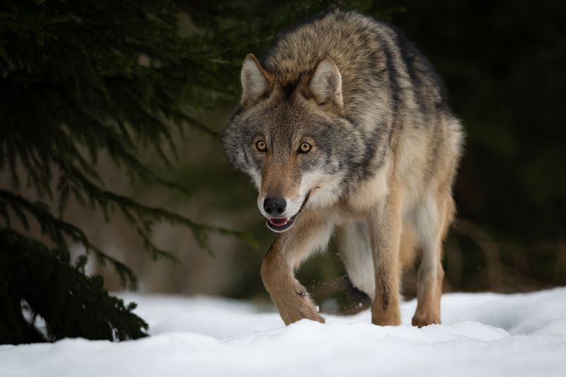 волк, лес, хищник, зима, взгляд Ну и кто там на моем пути? фото превью