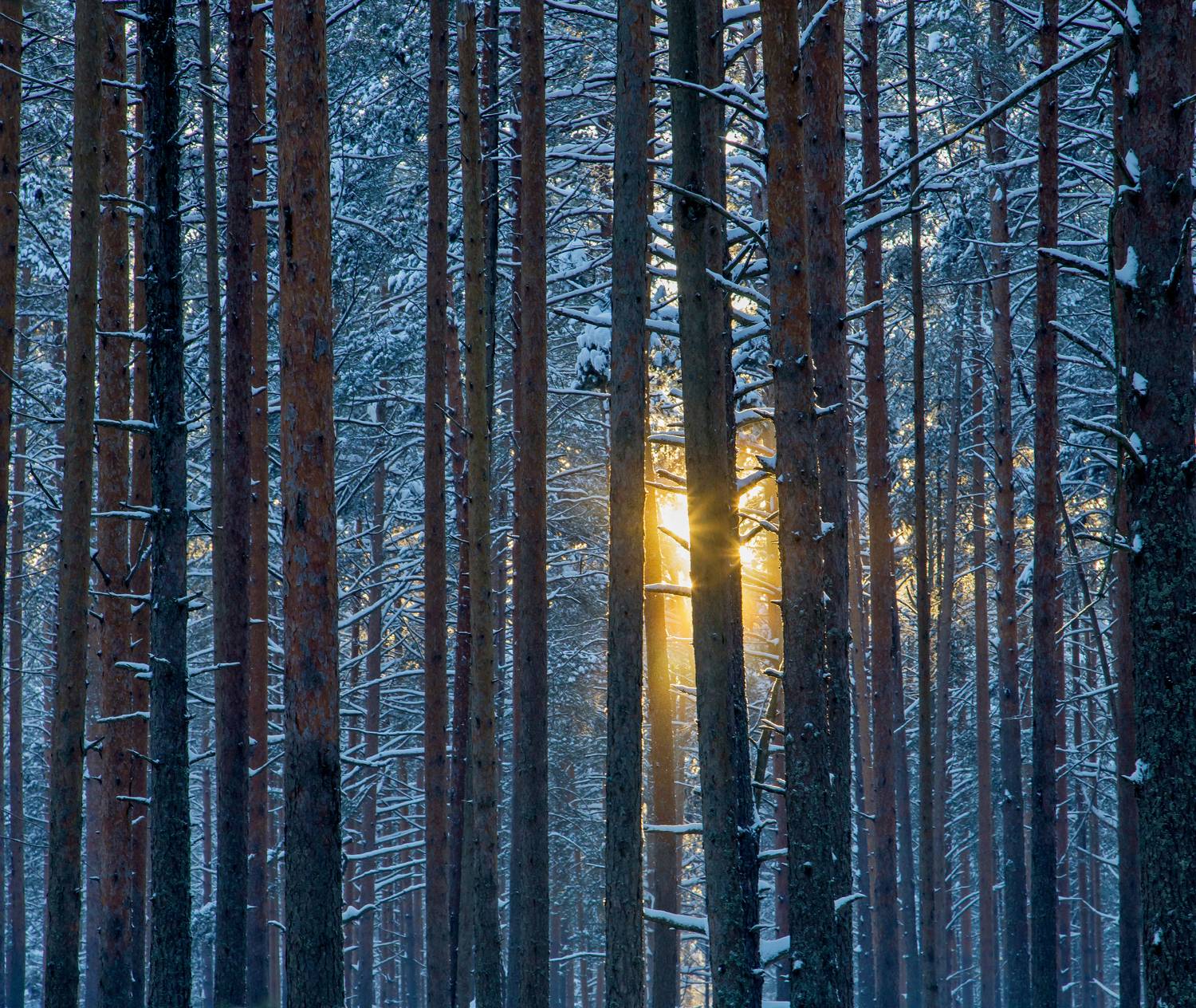 , Подосинников Максим