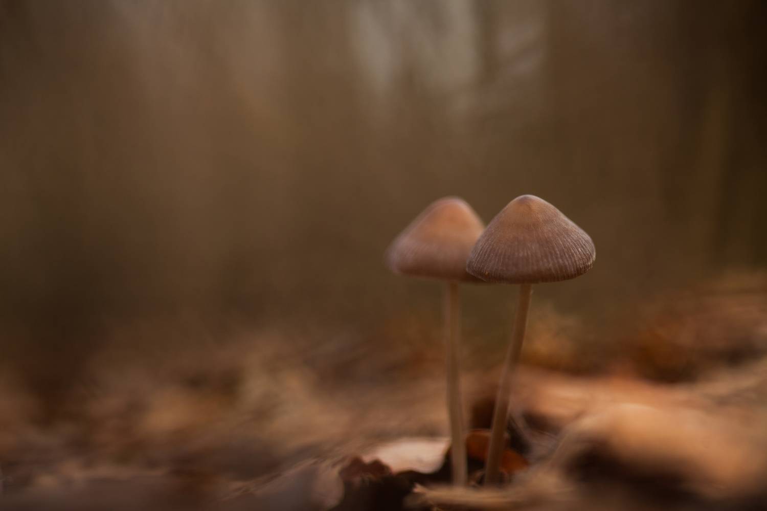 , Викулов Николай