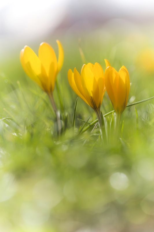 Vertical, Photography, Flower, Nature, Close-up, Outdoors, Yellow, Plant, Springtime, Crocus, Blume, Spring Yellow crocuses фото превью