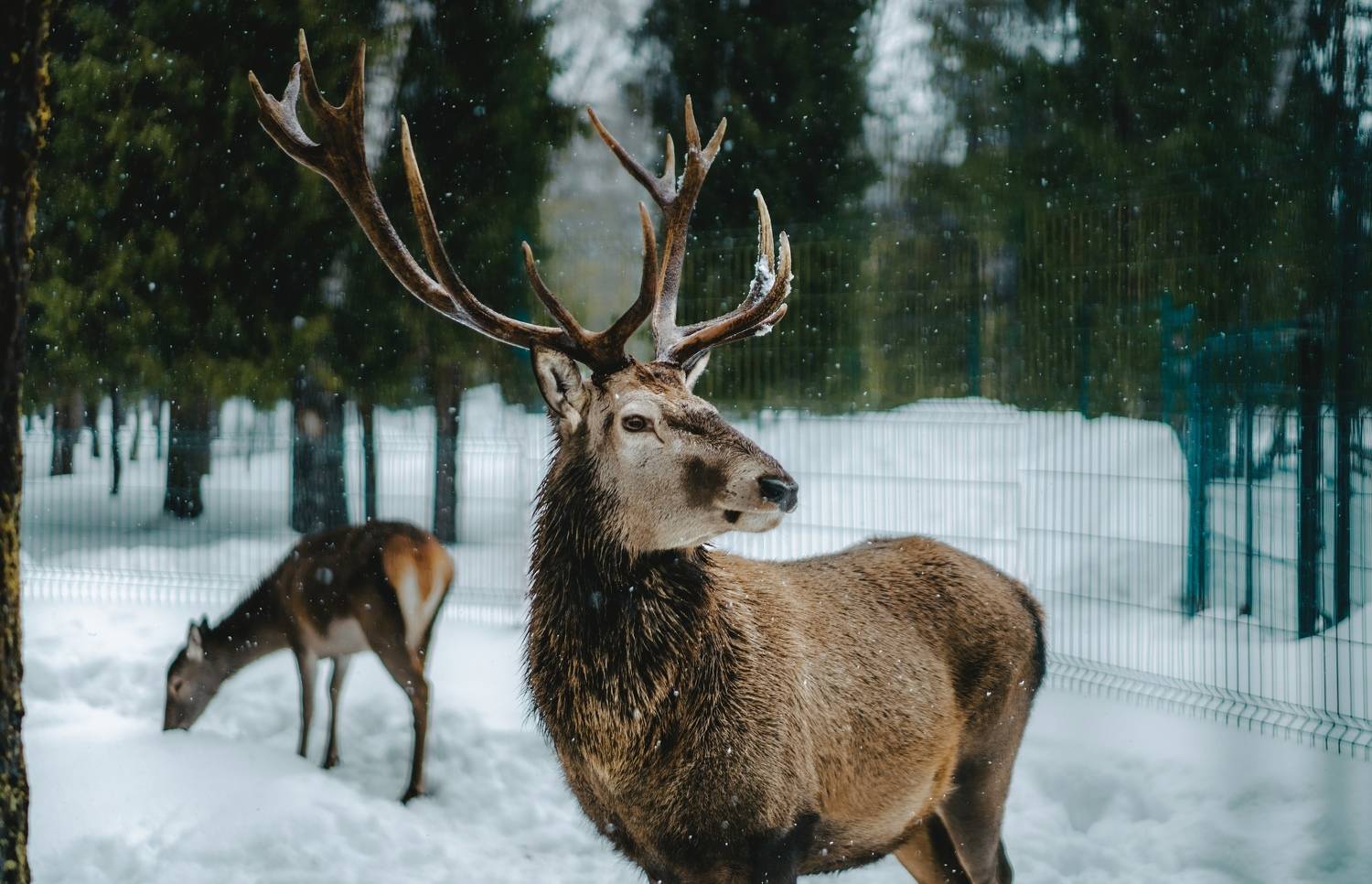 , Черников Иван