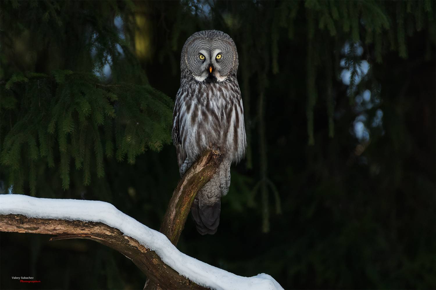 , Валерий Субачев
