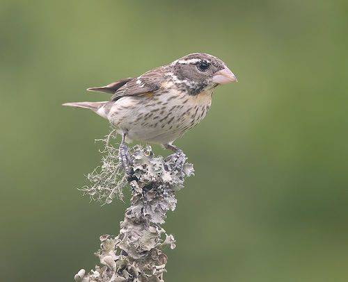 Female. Rose-breasted Grosbeak -самка. Красногрудый дубоносовый кардинал