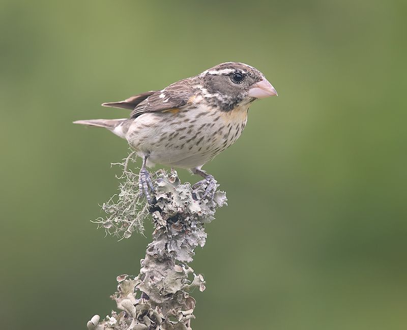 rose-breasted grosbeak, красногрудый дубоносовый кардинал, кардинал, весна, Female. Rose-breasted Grosbeak -самка. Красногрудый дубоносовый кардинал фото превью
