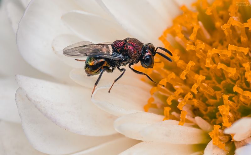макро, природа, насекомые, цветы, осень, macro, nature, insects, flowers, autumn, Perilampidae фото превью