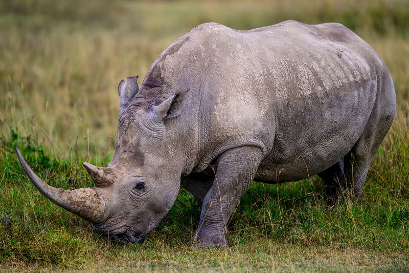 The White Rhino фото превью