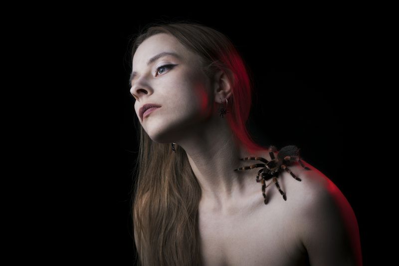 Паук фото превью