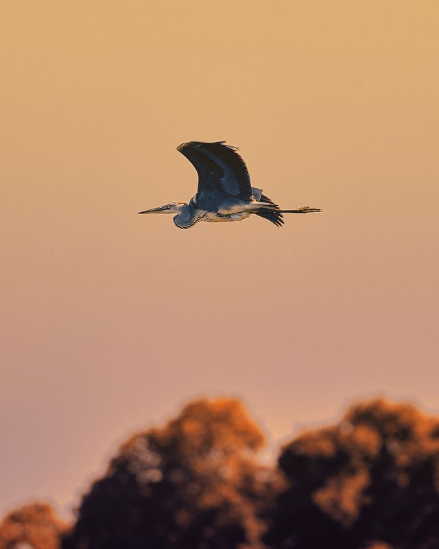 heron Heron фото превью