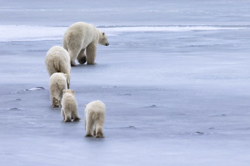 #polarbears #polarbear A maternal vigilance  фото превью