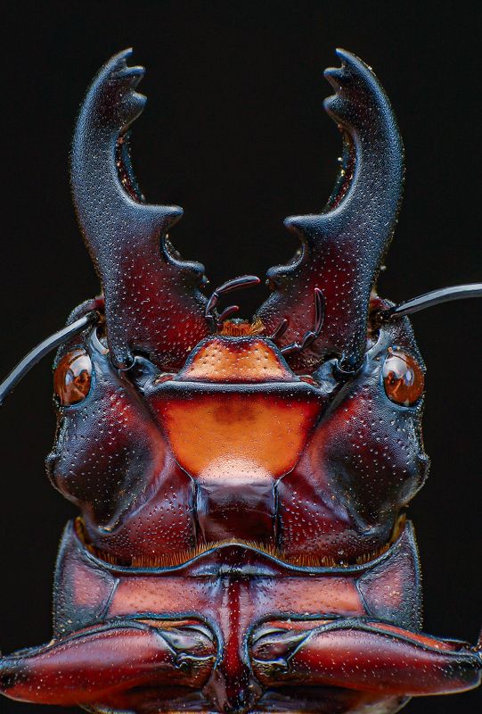 macro, nature, beetle, closeup Beetle фото превью