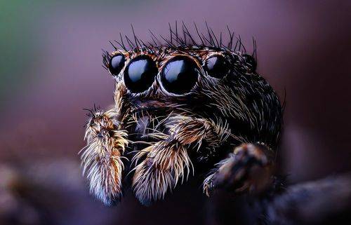 Я некривоногий, я глозастый