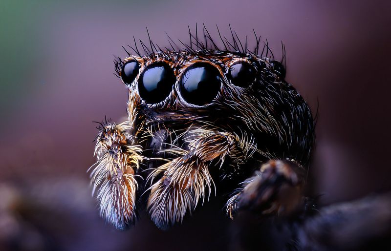 araneae, evarcha arcuata, скакунчик кривоногий или эварха радужная Я некривоногий, я глозастый фото превью