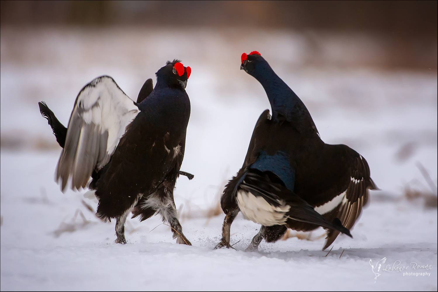 , Лобанов Роман