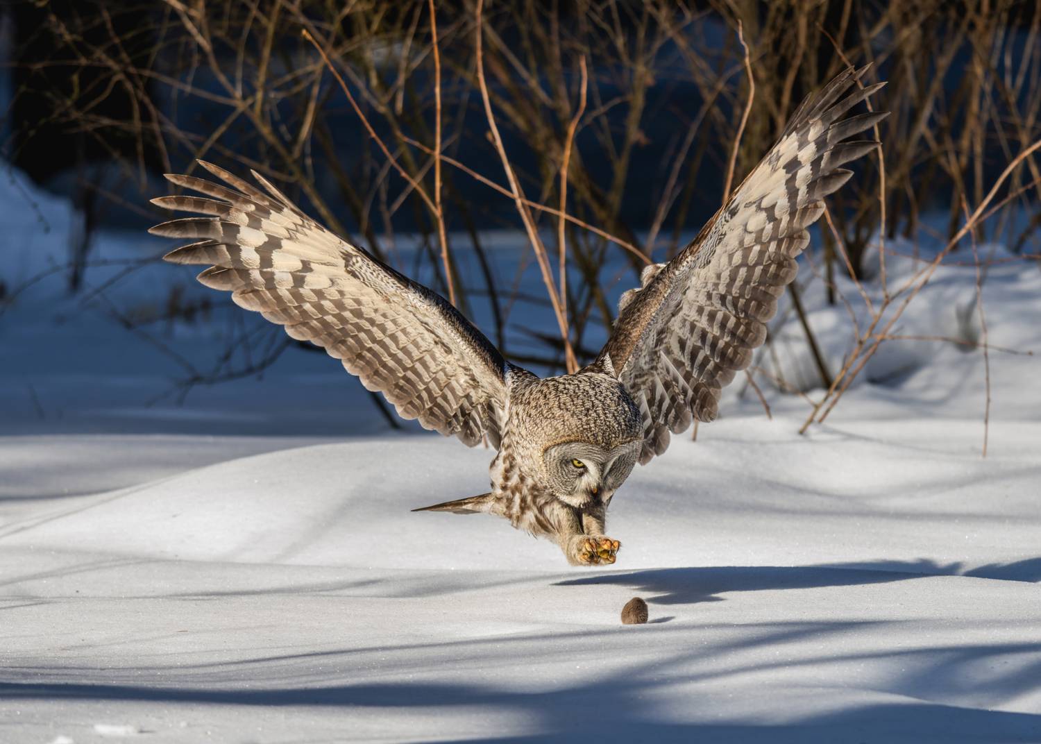 , Дэм Константин