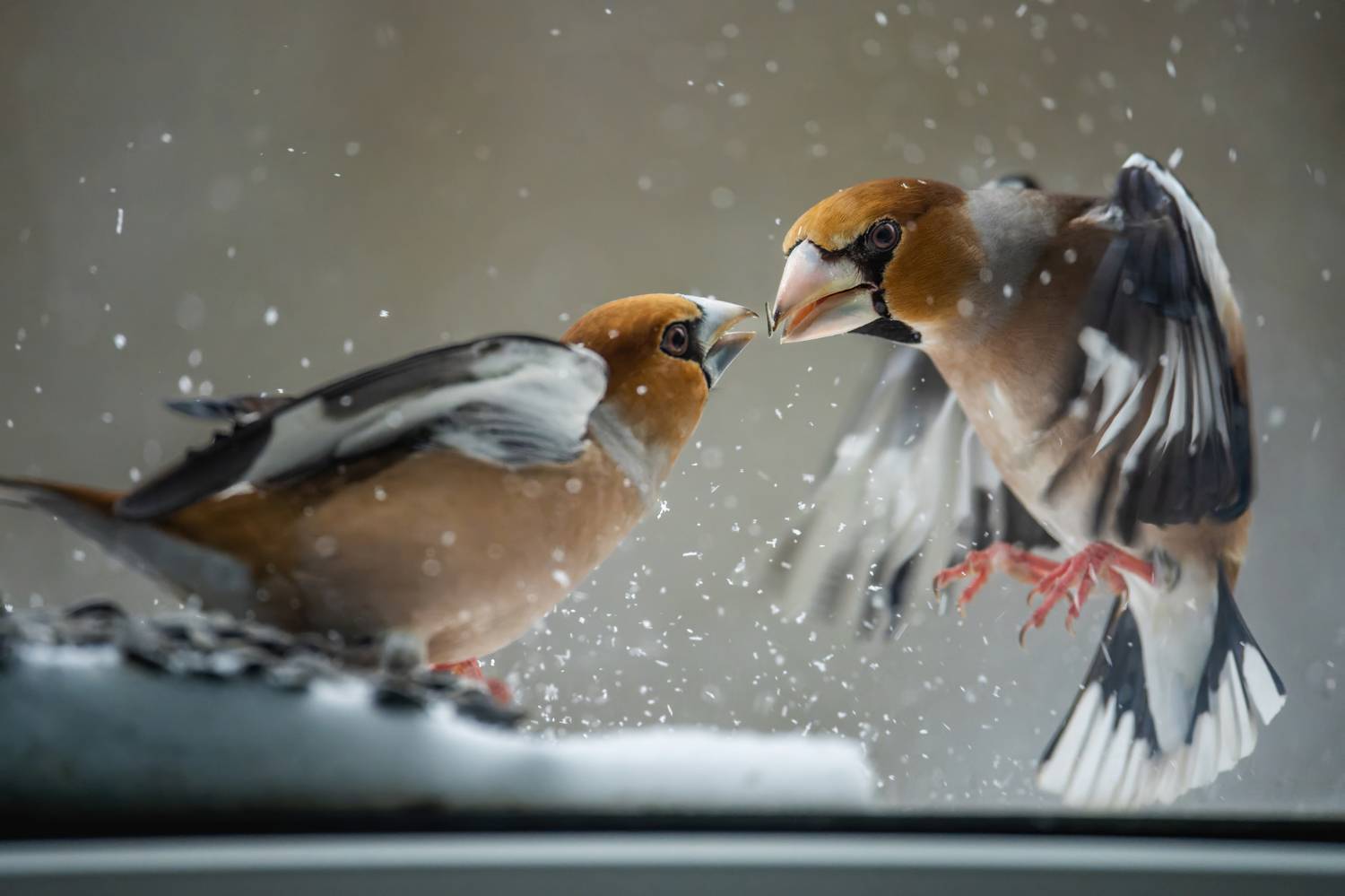 , Дэм Константин