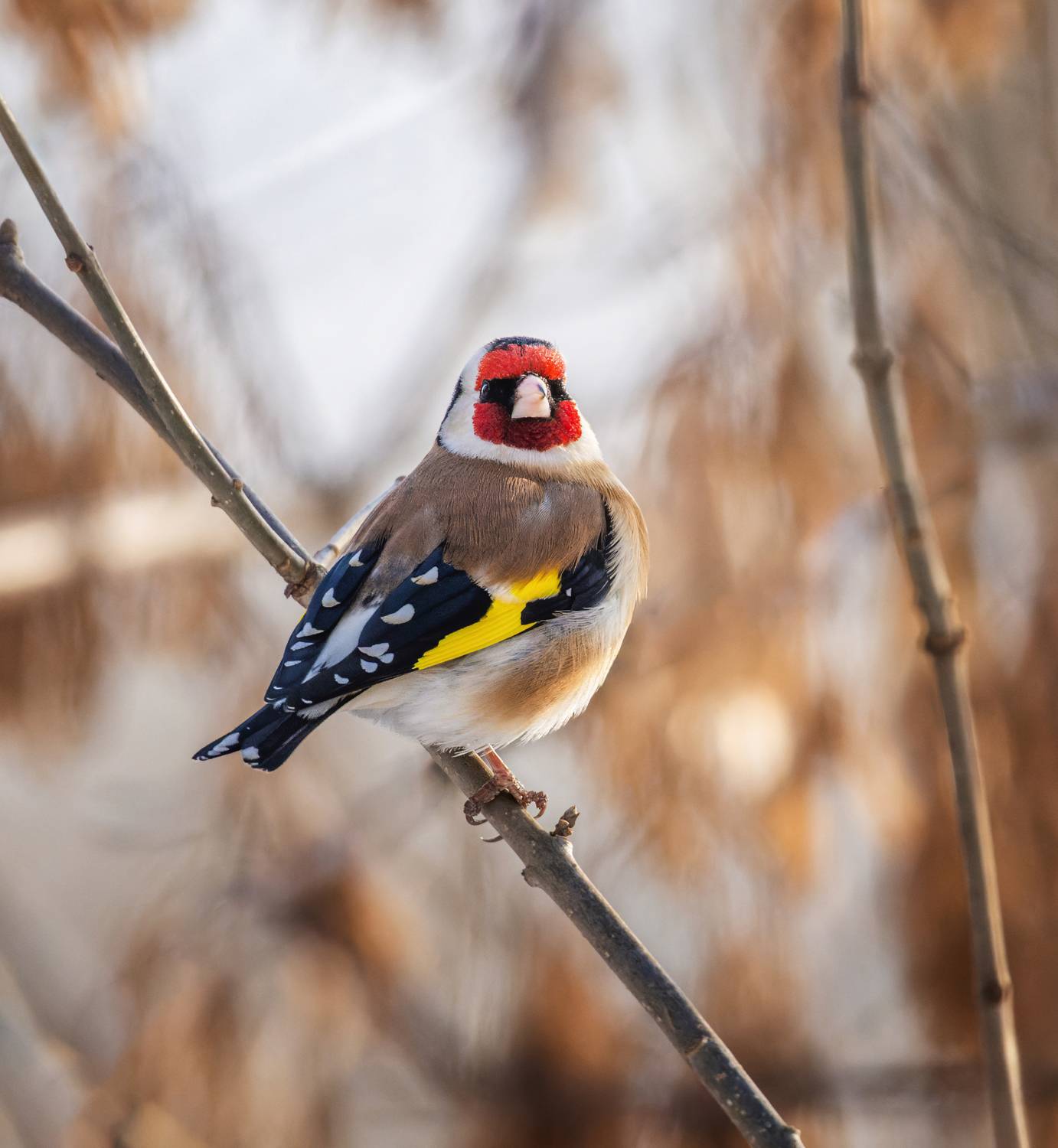 , Дэм Константин