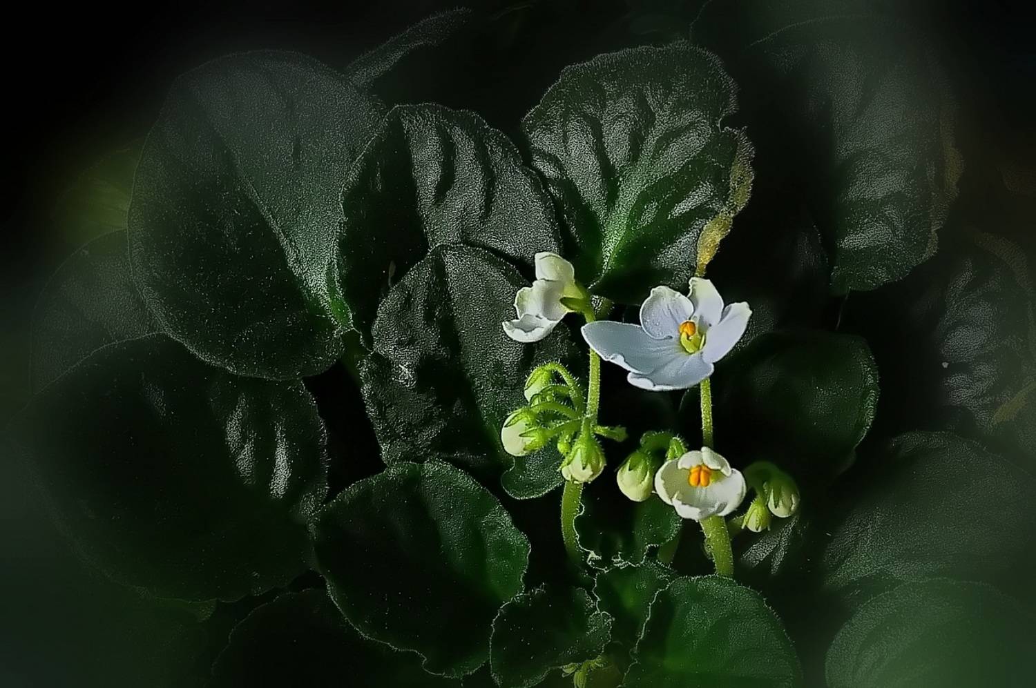 , Николаев Владимир