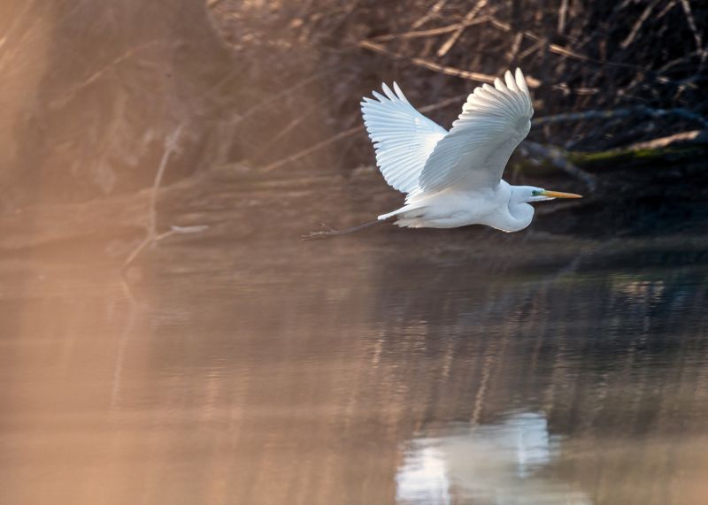 белая, цапля Весенний полёт фото превью
