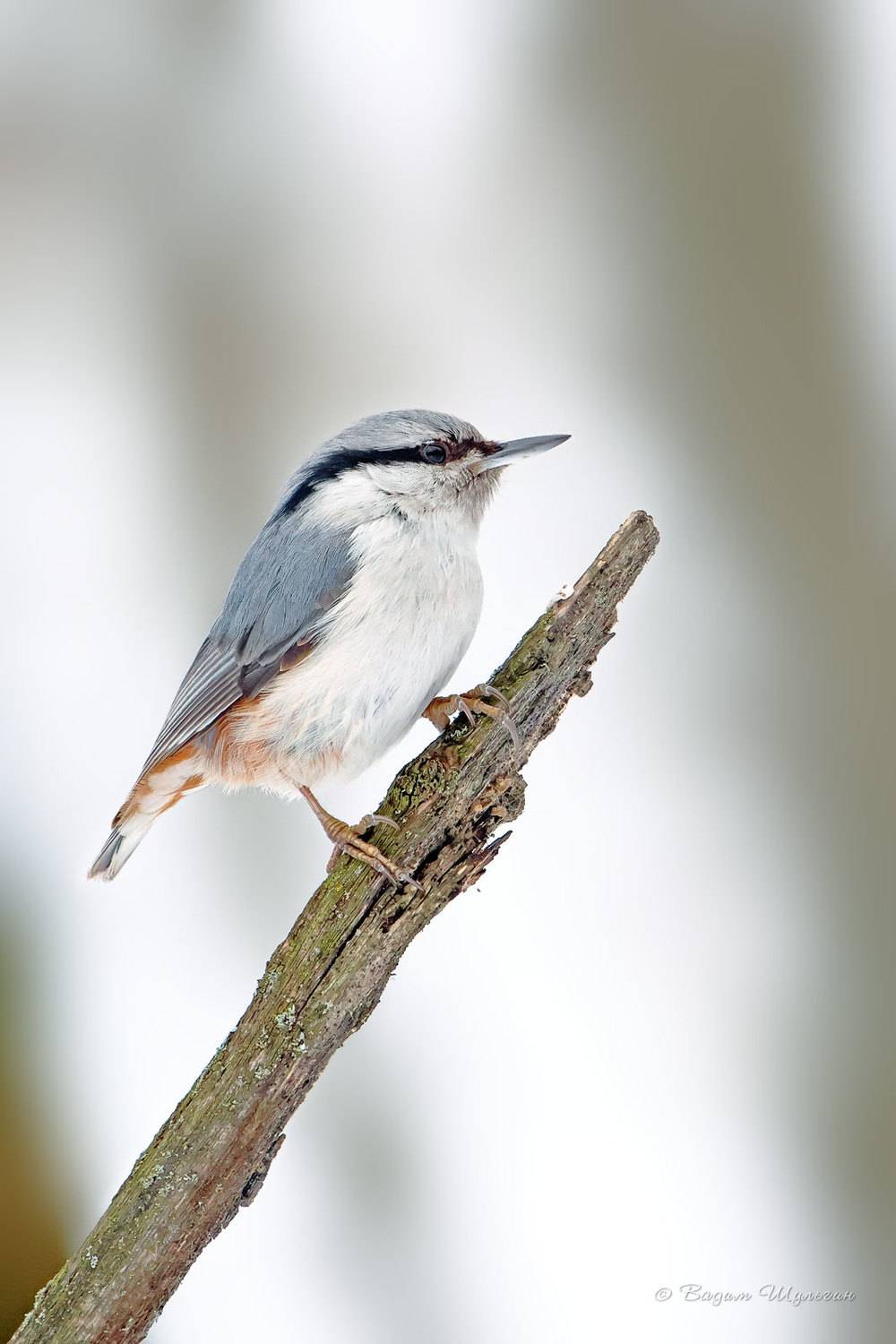 , Шульгин Вадим