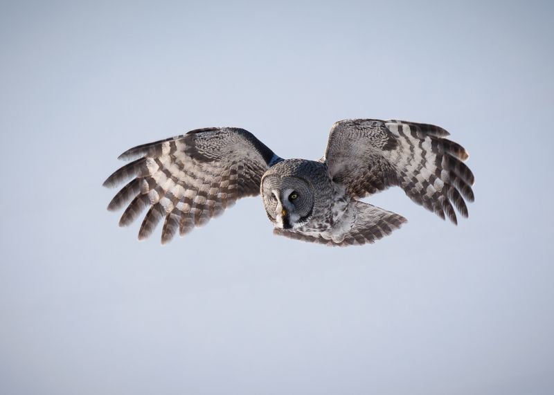 Бородатая неясыть фото превью