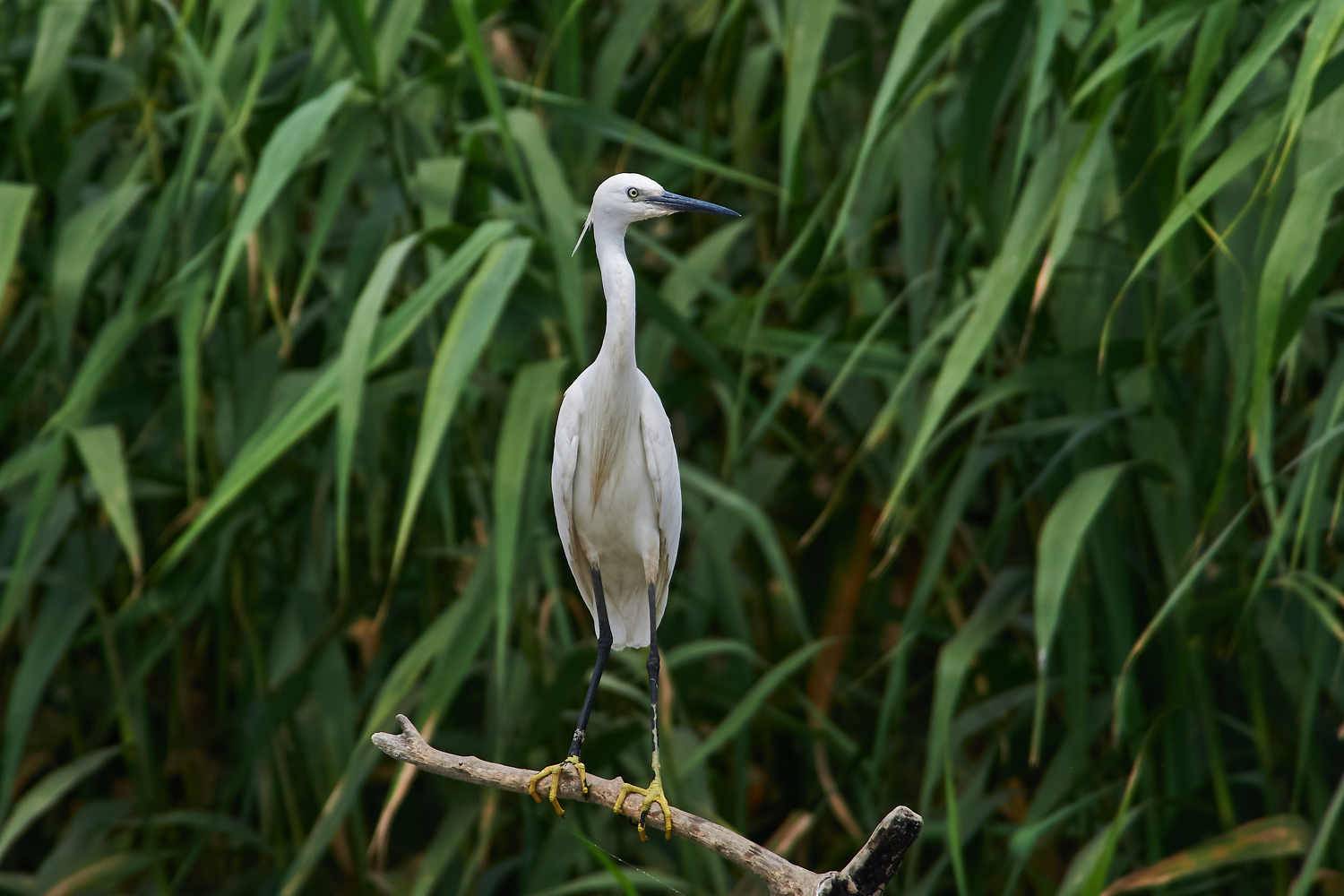 volgograd, russia, wildlife, bird, birds, birdswatching, Ardea alba, , Павел Сторчилов