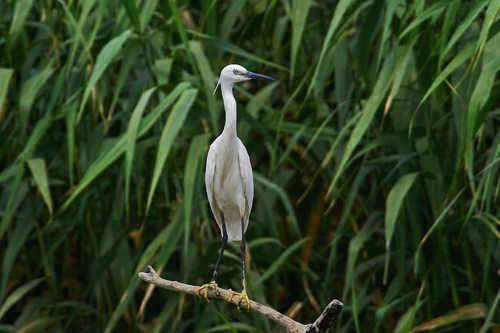 Ardea alba