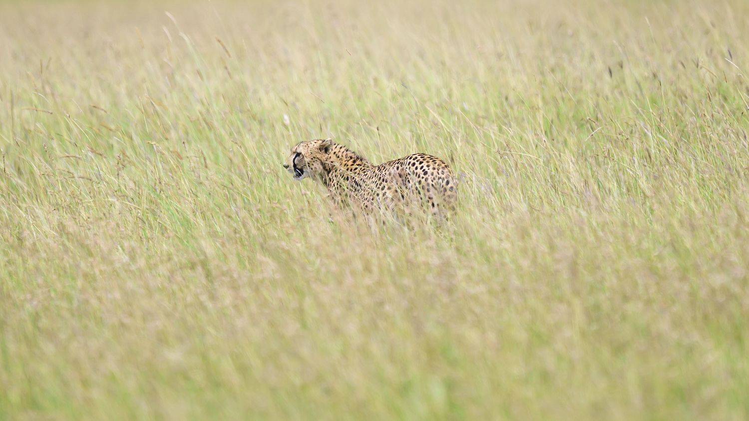 , Пупонин Сергей