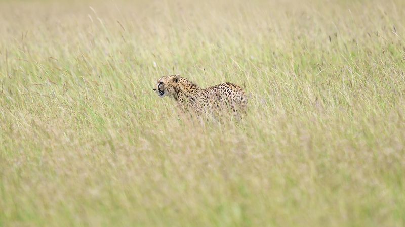 Саванна фото превью