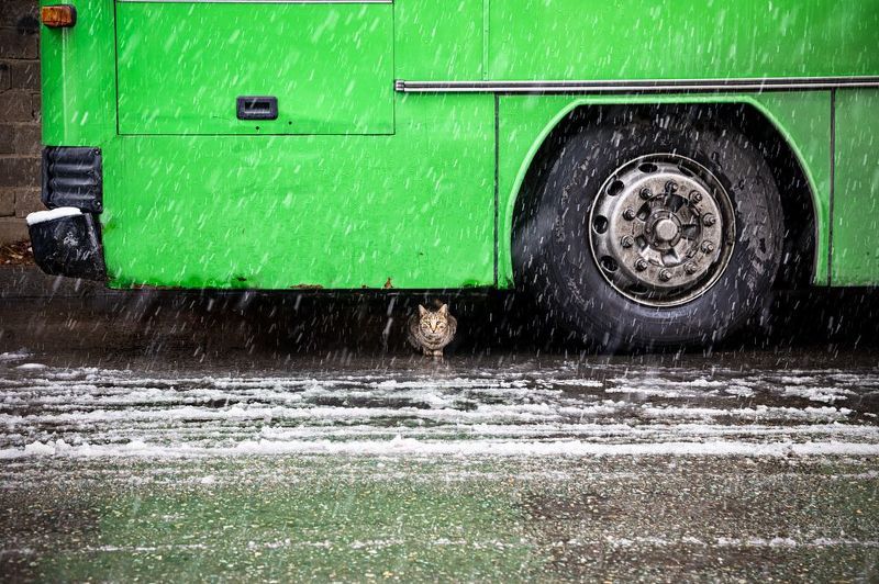 Cat фото превью