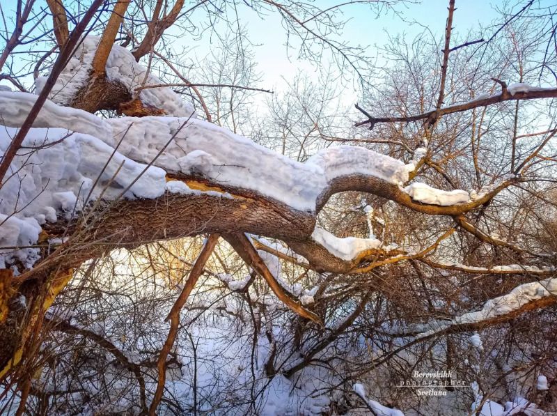 пейзаж, природа, снег,  зима, лес, деревья Прощай, Зима! фото превью