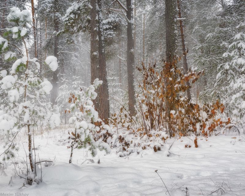 лес, зима, снег, сугробы, сосны Ветер после снегопада фото превью
