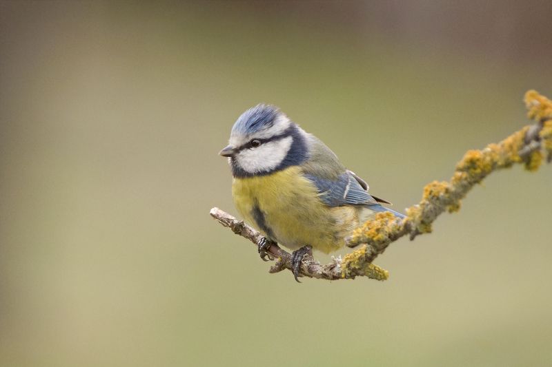 Синий фото превью