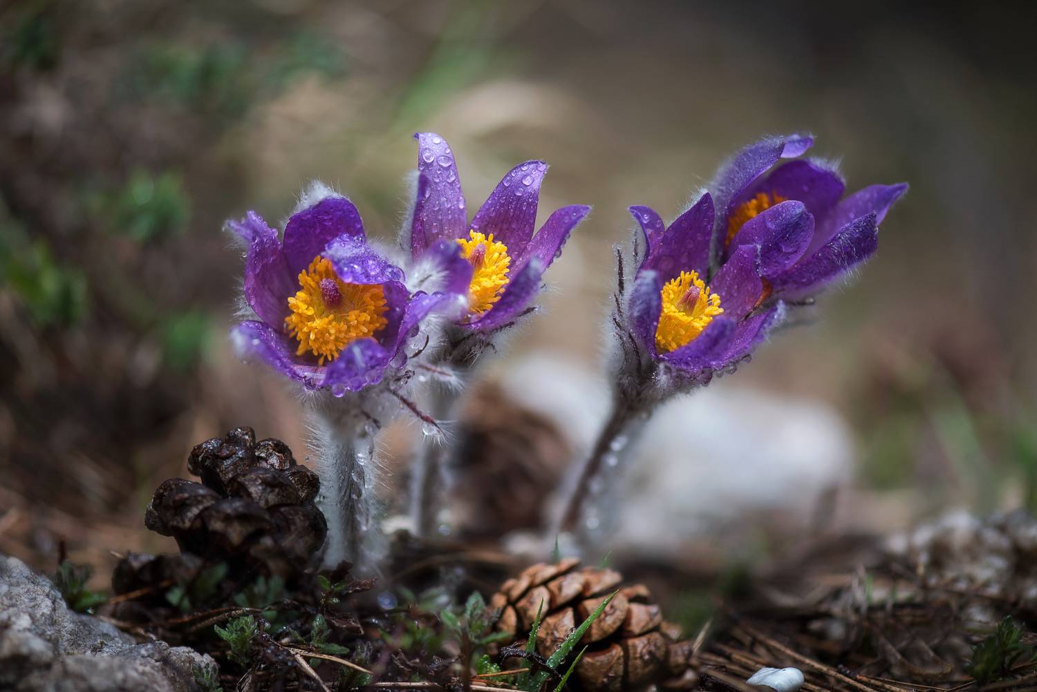 , Mariyana Atanasova - Lucero