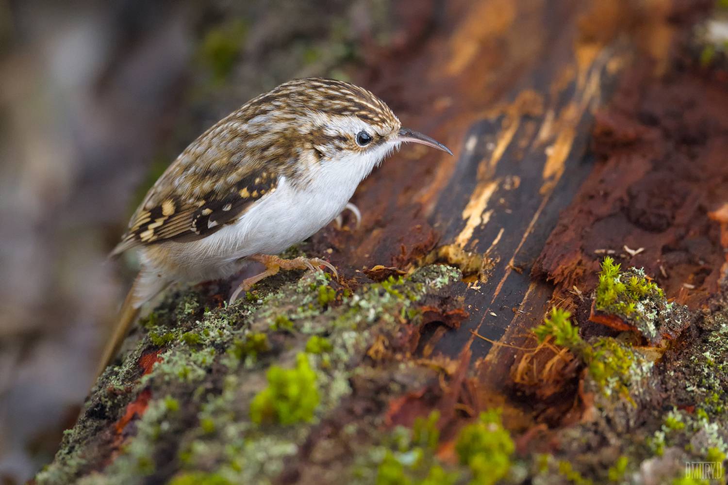, Дмитрий Доронин