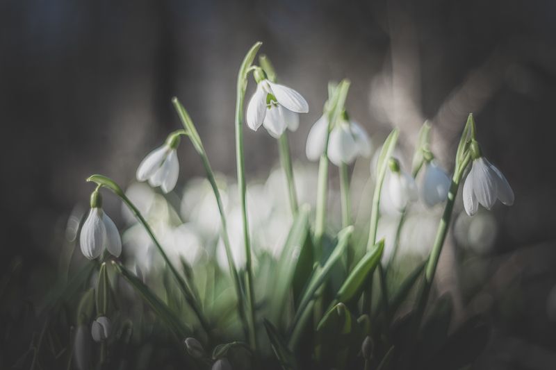 Цветение подснежника в Крыму фото превью