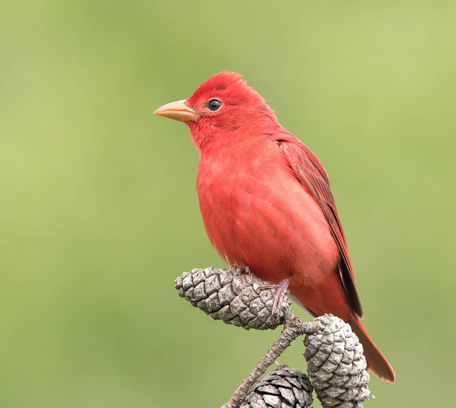 summer tanager, алая пиранга, cardinal, springtime, весна, Etkind Elizabeth