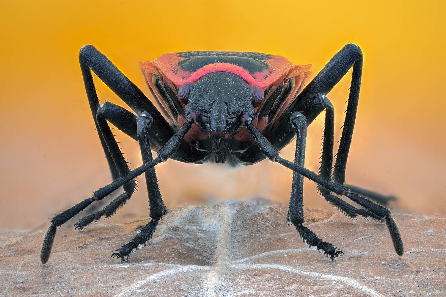 ceclii, macro, Цветан Ганев