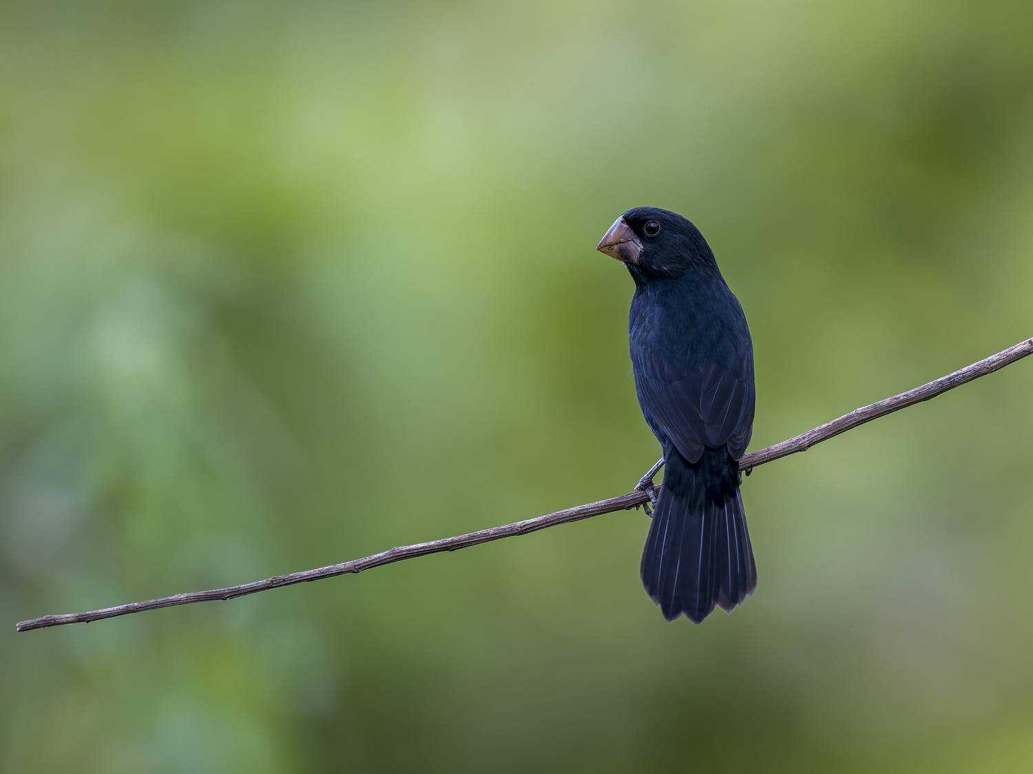 , Burgalin Sequeira Fernando