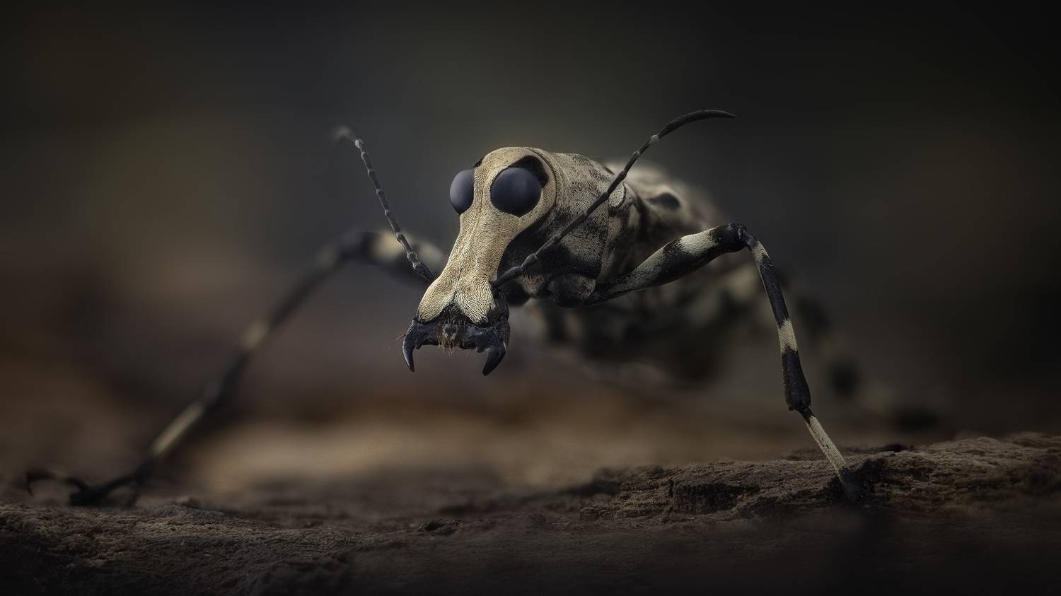 mecocerus gazella, fungus weevil, Kavaliauskas Eugenijus