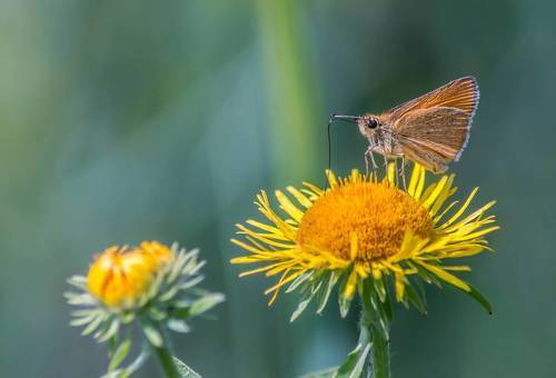 Толстоголовка