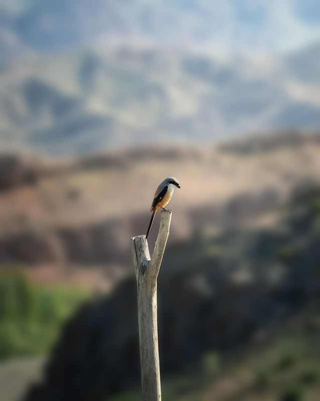 Птичий смотр фото превью