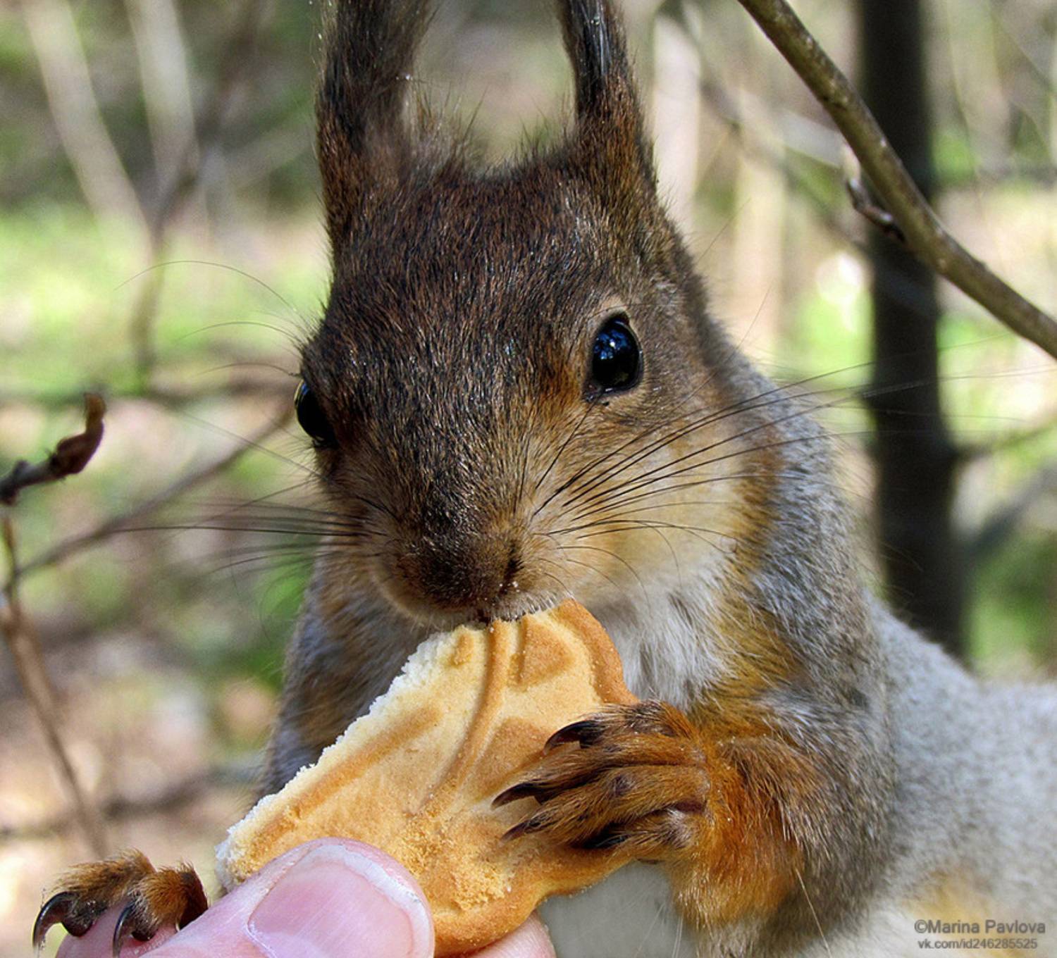 животные, белка, весенняя белка, парк александрино, Павлова Марина