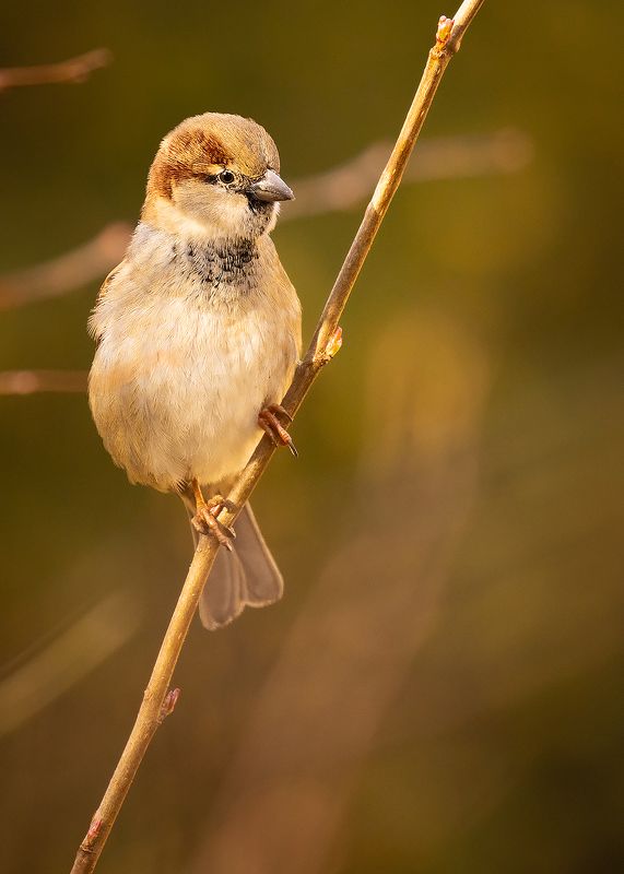 Sparrow фото превью