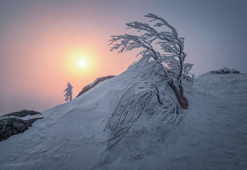 таганай, дальний таганай, березка, снег, рассвет, горы, урал Утренняя зарядка фото превью