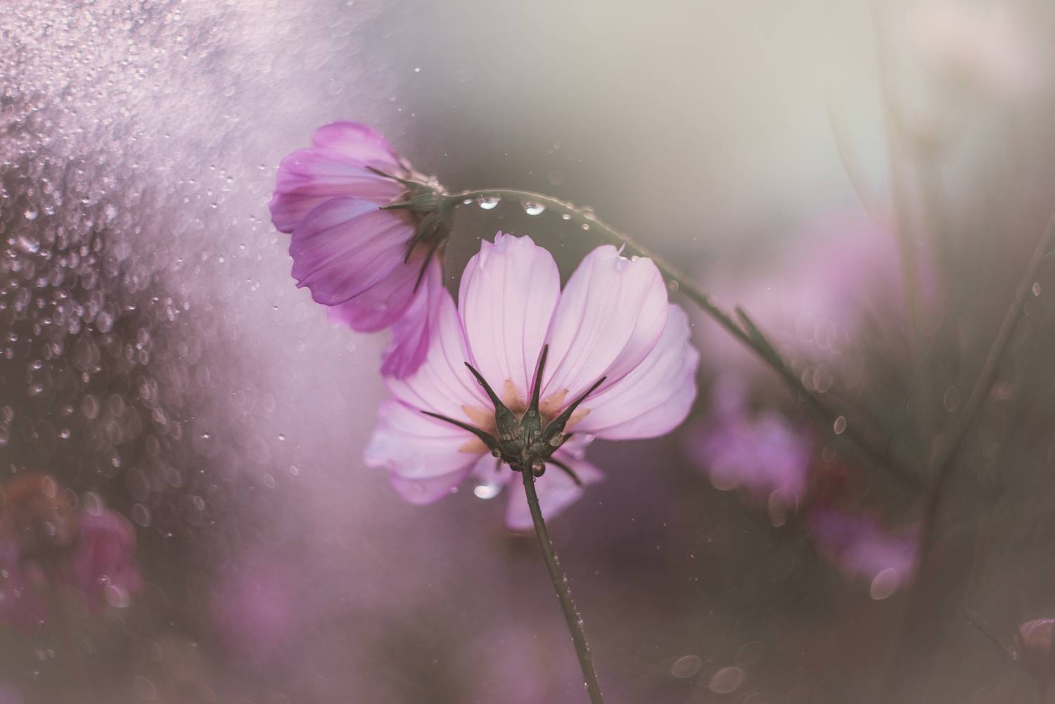 , Лапшина Владлена