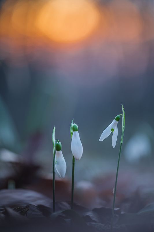Вечерний разговор фото превью