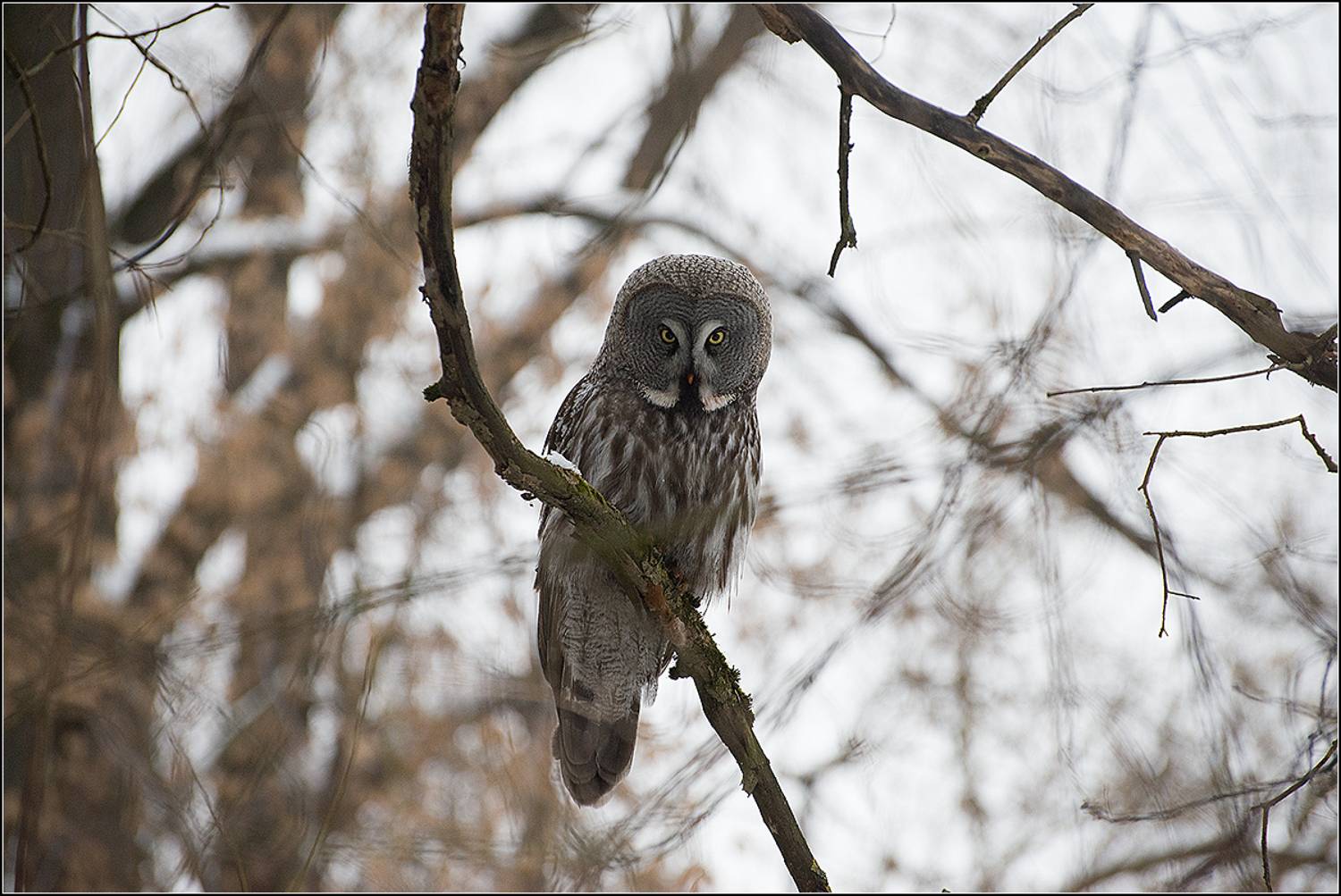 москва, февраль, парк, птица, АНАТОЛИЙ ДОВЫДЕНКО