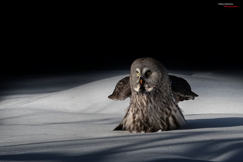 Боровичок фото превью